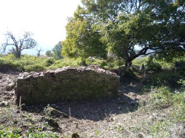 Bergahorn mit Ruine.jpg
