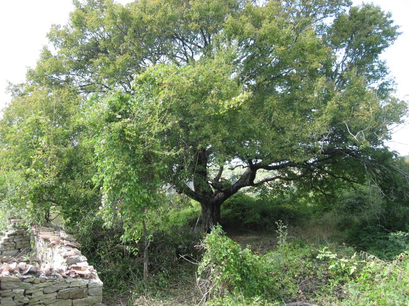 Bergahorn